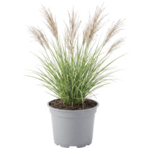 Iarba elefantului FloraSelf Miscanthus sinensis 'Red Chief' Co 3 L