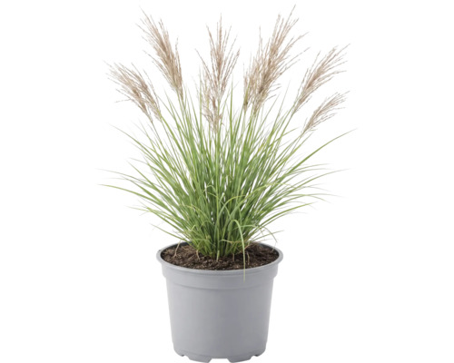 Iarba elefantului FloraSelf Miscanthus sinensis 'Red Chief' Co 3 L