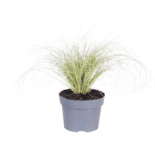 Ierburi FloraSelf Mix Co 10 L, diferite sortimente
