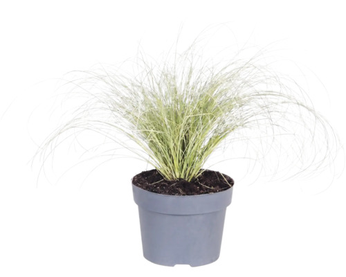 Ierburi FloraSelf Mix Co 10 L, diferite sortimente