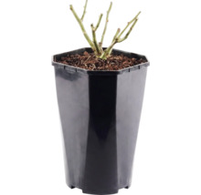 Trandafir Floraself Rosa 'Red Meilove' H 15-60 cm Co 3 L roșu