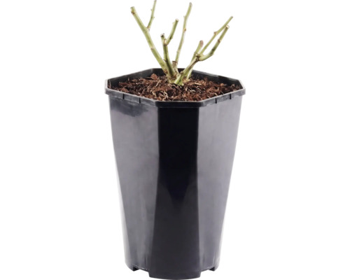 Trandafir Floraself Rosa 'Red Meilove' H 15-60 cm Co 3 L roșu