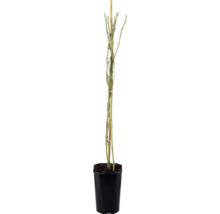 Trandafiri cățărători FloraSelf 'Climbing Iceberg' H 50-80 cm Co 3 L