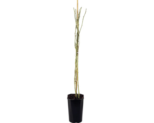 Trandafiri cățărători FloraSelf 'Climbing Iceberg' H 50-80 cm Co 3 L