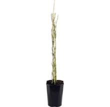 Trandafir FloraSelf 'Newsflash' H 50-80 cm Co 3 L