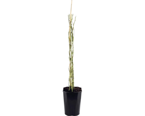Trandafir FloraSelf 'Newsflash' H 50-80 cm Co 3 L