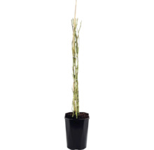 Trandafir cățărător FloraSelf Rosa 'Bonita Renaissance' H 100-120 cm Co 5 L