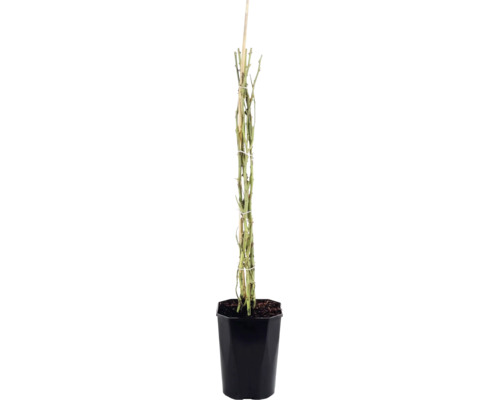 Trandafir cățărător FloraSelf Rosa 'Bonita Renaissance' H 100-120 cm Co 5 L