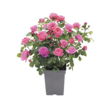 Trandafir FloraSrlf Rosa 'Leonardo da Vinci'® Co 5 L