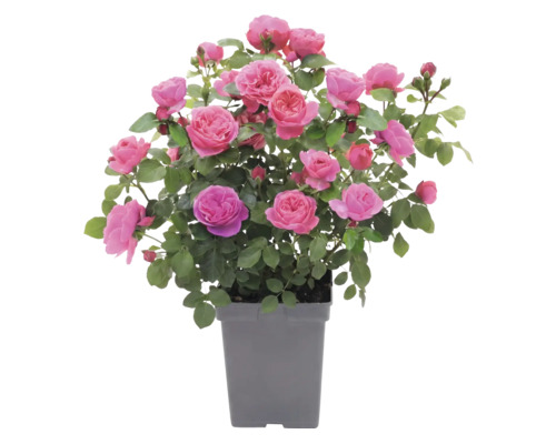 Trandafir FloraSrlf Rosa 'Leonardo da Vinci'® Co 5 L