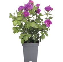 Trandafir 'Minerva' FloraSelf Rosa 'Minerva' H 30-50 cm Co 5 L