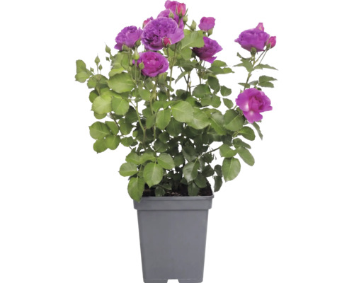 Trandafir 'Minerva' FloraSelf Rosa 'Minerva' H 30-50 cm Co 5 L