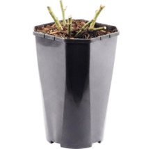 Trandafir FloraSelf 'Red Leonardo da Vinci'® H 30-40 cm Co 3 L