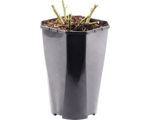 Trandafir FloraSelf 'Red Leonardo da Vinci'® H 30-40 cm Co 3 L