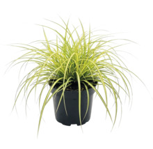 Iarbă ornamentală FloraSelf Carex oshimensis 'Evergold' H 5-15 cm ghiveci Ø 14 cm, 3 buc.