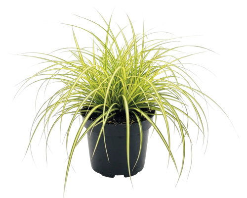 Iarbă ornamentală FloraSelf Carex oshimensis 'Evergold' H 5-15 cm ghiveci Ø 14 cm, 3 buc.