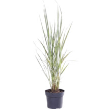 Iarbă FloraSelf Panicum virgatum 'Northwind' H 20-120 cm Co 3 L