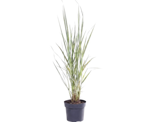 Iarbă FloraSelf Panicum virgatum 'Northwind' H 20-120 cm Co 3 L