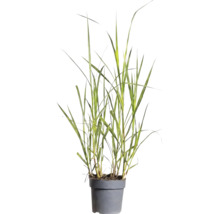 Ierburi FloraSelf Mix Co 10 L, diferite sortimente