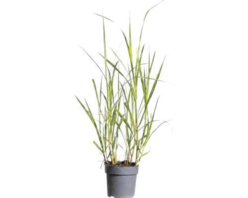 Ierburi FloraSelf Mix Co 10 L, diferite sortimente