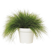 Iarbă decorativă FloraSelf Deschampsia flexuosa 'Amilime' Co 2 L