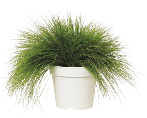 Iarbă decorativă FloraSelf Deschampsia flexuosa 'Amilime' Co 2 L