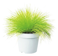 Iarbă decorativă FloraSelf Deschampsia flexuosa 'Amilime' Co 2 L