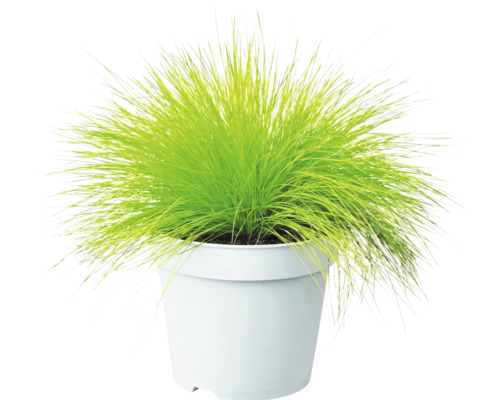 Iarbă decorativă FloraSelf Deschampsia flexuosa 'Amilime' Co 2 L