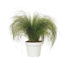 Coada de Ponei FloraSelf Stipa tenuifolia 'Pony Tails' H 10-30 cm Co 2 L