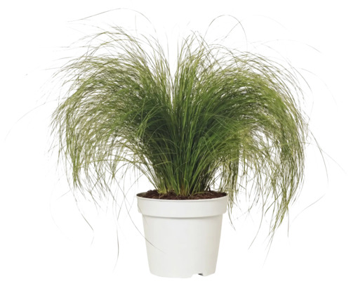 Coada de Ponei FloraSelf Stipa tenuifolia 'Pony Tails' H 10-30 cm Co 2 L