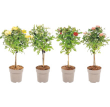 Trandafir mix FloraSelf H 40-60 cm diferite culori