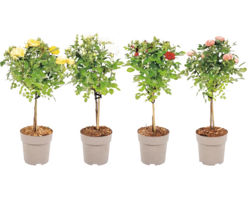 Trandafir mix FloraSelf H 40-60 cm diferite culori
