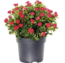Trandafir Rose 'Zepeti' H 20 cm ghiveci Ø 17 cm