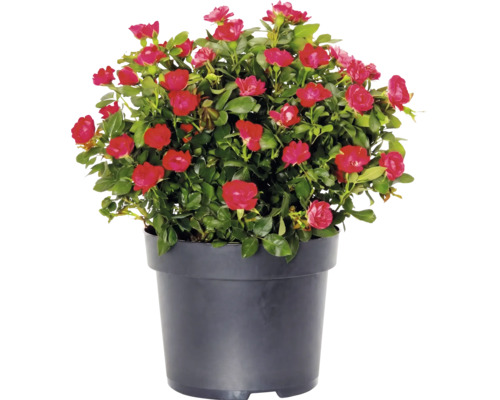 Trandafir Rose 'Zepeti' H 20 cm ghiveci Ø 17 cm