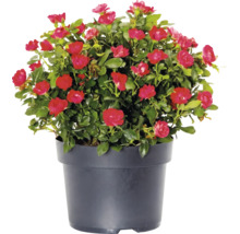 Trandafir FloraSelf Rose 'Zepeti' ® H 30-40 cm Co 6 L