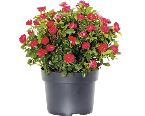 Trandafir FloraSelf Rose 'Zepeti' ® H 30-40 cm Co 6 L