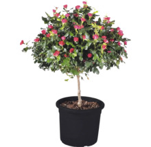 Trandafir pomișor 'Zepeti' H ca. 50 cm Co 6 L