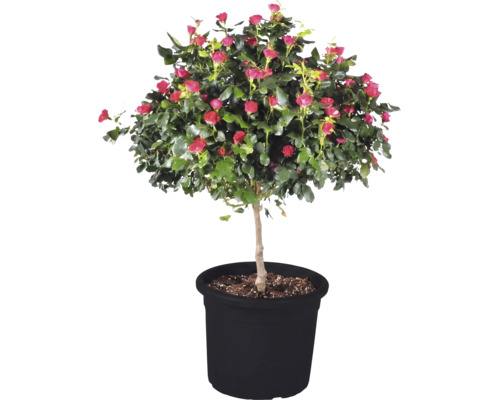 Trandafir pomișor 'Zepeti' H ca. 50 cm Co 6 L