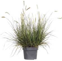 Iarba decorativă FloraSelf Pennisetum alopecuroides 'Hameln' Co 10 L