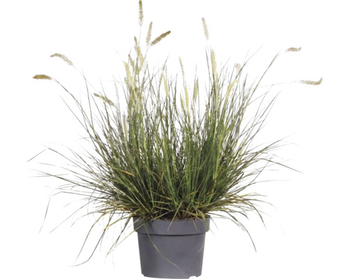 Iarba decorativă FloraSelf Pennisetum alopecuroides 'Hameln'