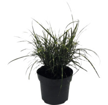 Iarba Elefantului FloraSelf Miscanthus sinensis 'Strictus Dwarf' H 10-100 cm Ø 14 cm