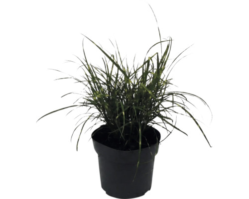 Iarba Elefantului FloraSelf Miscanthus sinensis 'Strictus Dwarf' H 10-100 cm Ø 14 cm