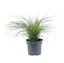 Iarba Elefantului FloraSelf Miscanthus sinensis 'Cute One' Co 3 L