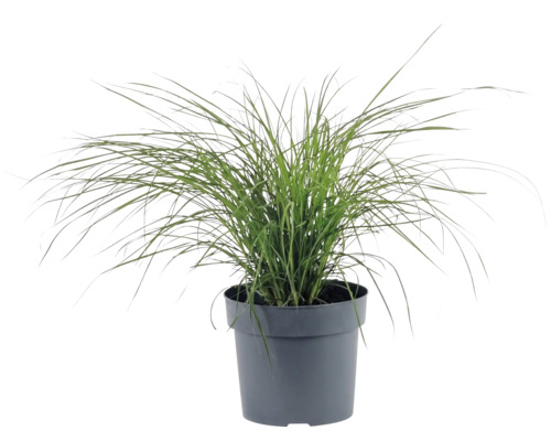 Iarba Elefantului FloraSelf Miscanthus sinensis 'Cute One' Co 3 L