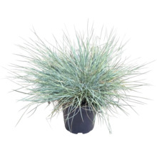 Iarba albastră FloraSelf Festuca glauca 'Cool As Ice' ghiveci Ø 14 cm