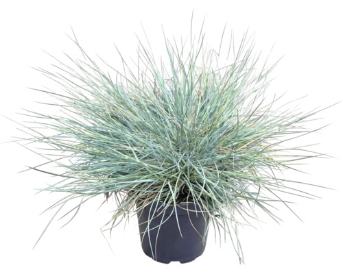 Iarba albastră FloraSelf Festuca glauca 'Cool As Ice' ghiveci Ø 14 cm