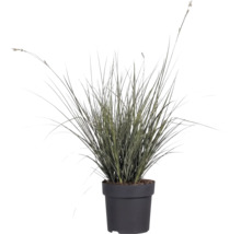 Iarba ornamentală FloraSelf Carex brunnea H 5-20 cm Co 3 L, 3 buc.