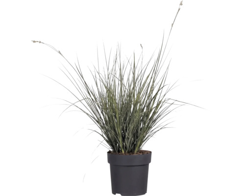 Iarba ornamentală FloraSelf Carex brunnea H 5-20 cm Co 3 L, 3 buc.