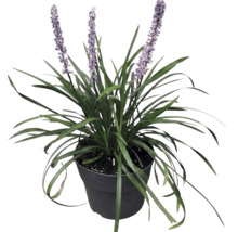 FloraSelf Liriope muscari 'Moneymaker' Co 2 L