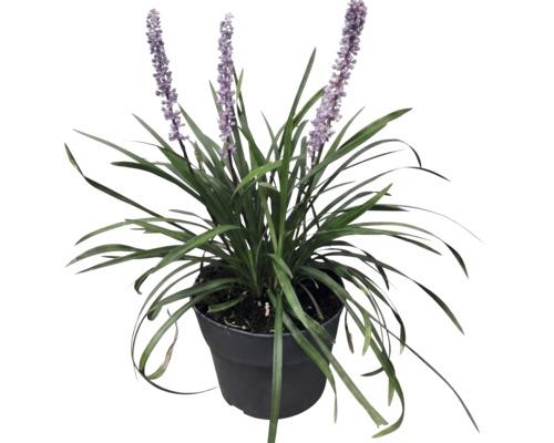 FloraSelf Liriope muscari 'Moneymaker' Co 2 L